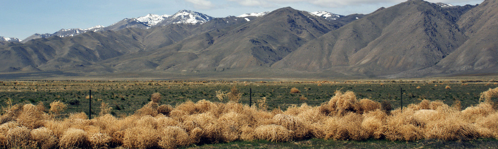 New tumbleweed species is taking over California, Science