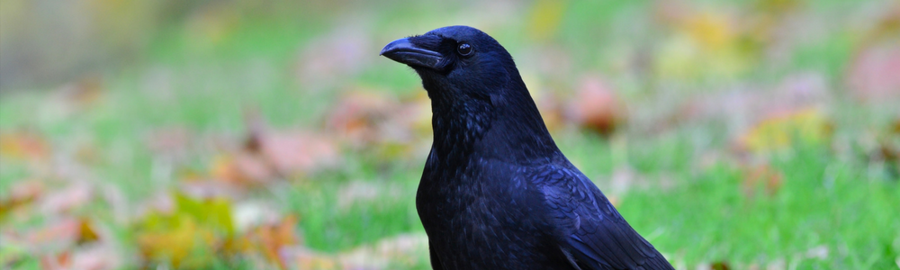 8 Reasons Why Crows Are Awesome Arapahoe Libraries 