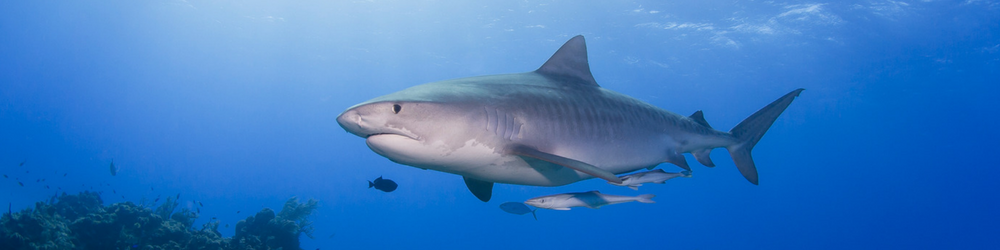 New & Revised Sharks: Celebrate Shark Week with the Ocean's Apex