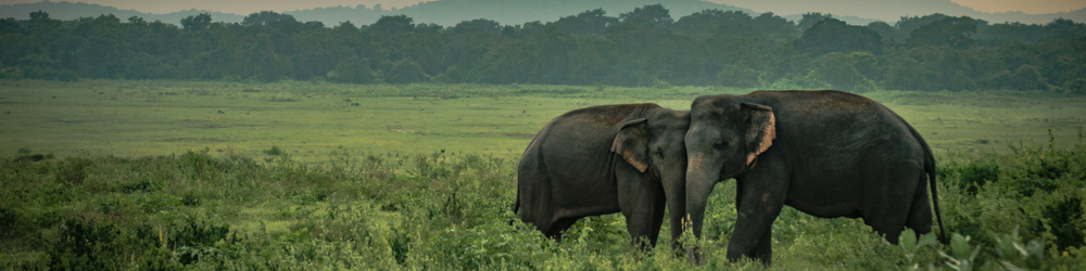 13 Reminders Why Elephants are the Best | Arapahoe Libraries
