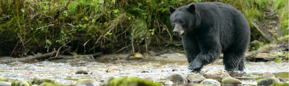 Bear Hibernation: 5 Fun Facts - Yellowstone Forever