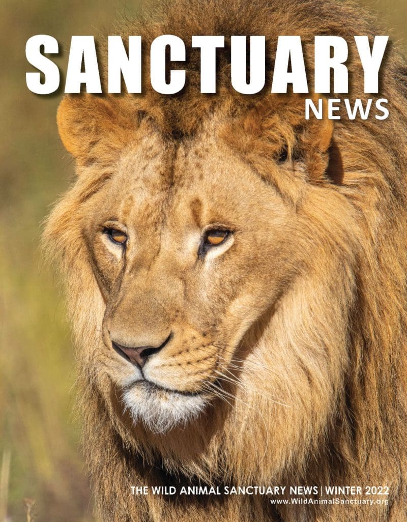 The Wild Animal Sanctuary News | Winter 2022